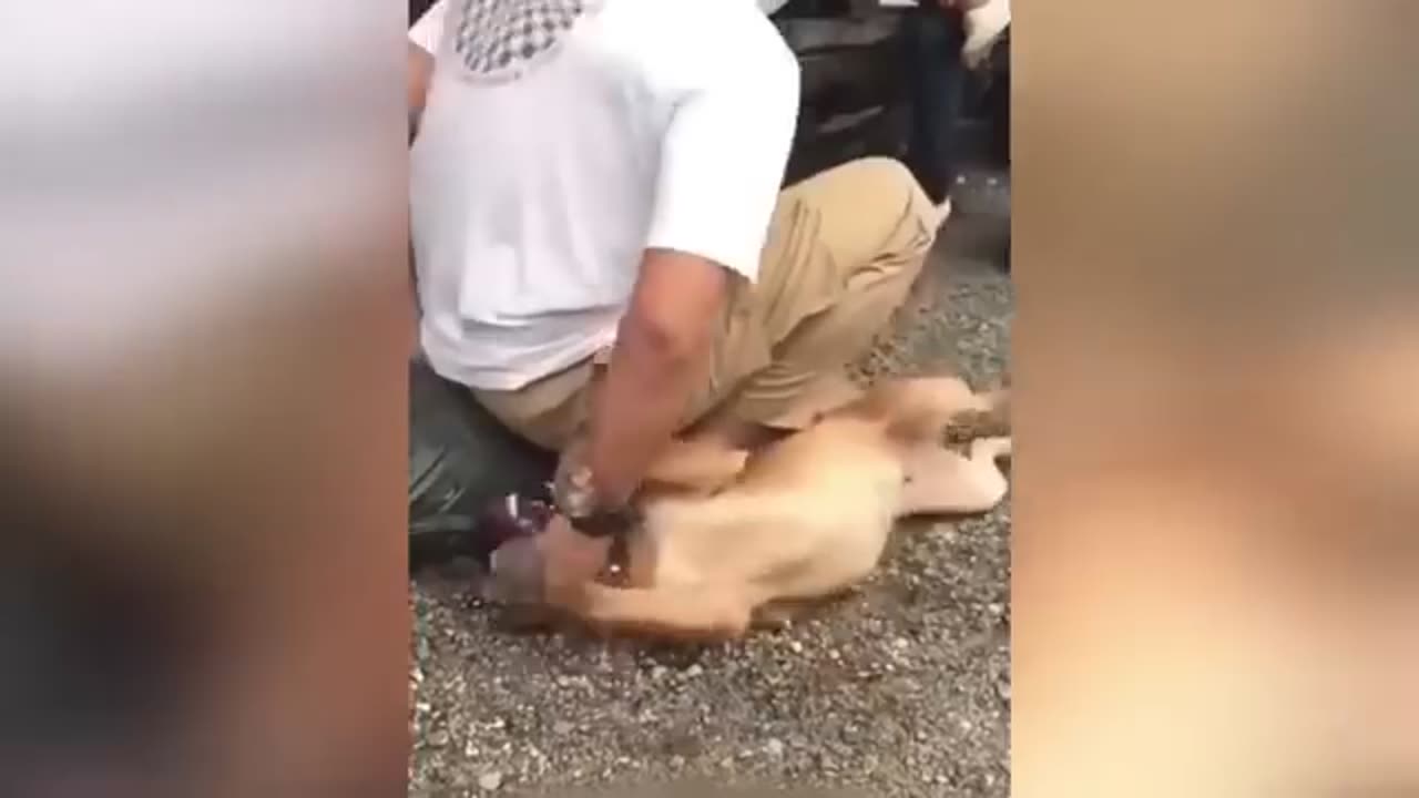 Funniest animals 🤣 🐈 🐕