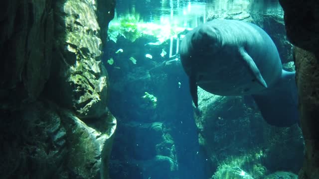 Manatee