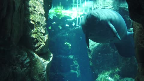 Manatee