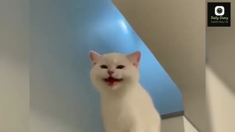 Cat Videos ❤️