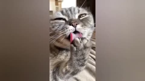 HOUR FUNNY CATS COMPILATION 2022😂_ Funny and Cute Cat Videos😸 ! - 011