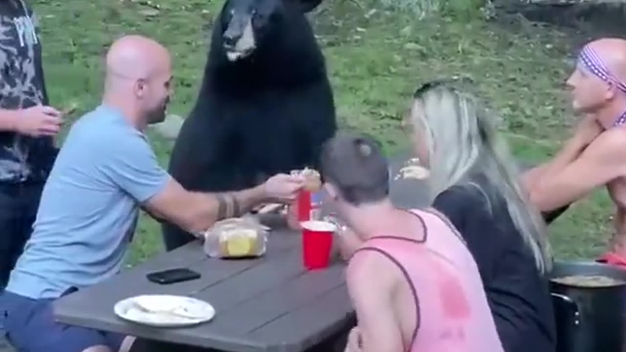 Black bear casually joins a family picnic