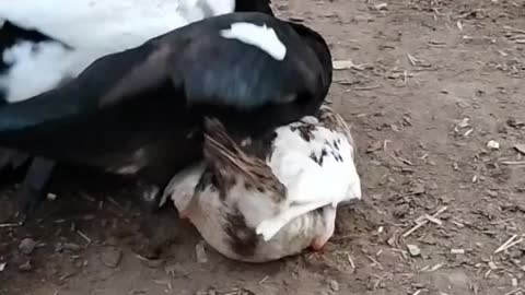 Ducks Love each other 😻😻😻😻