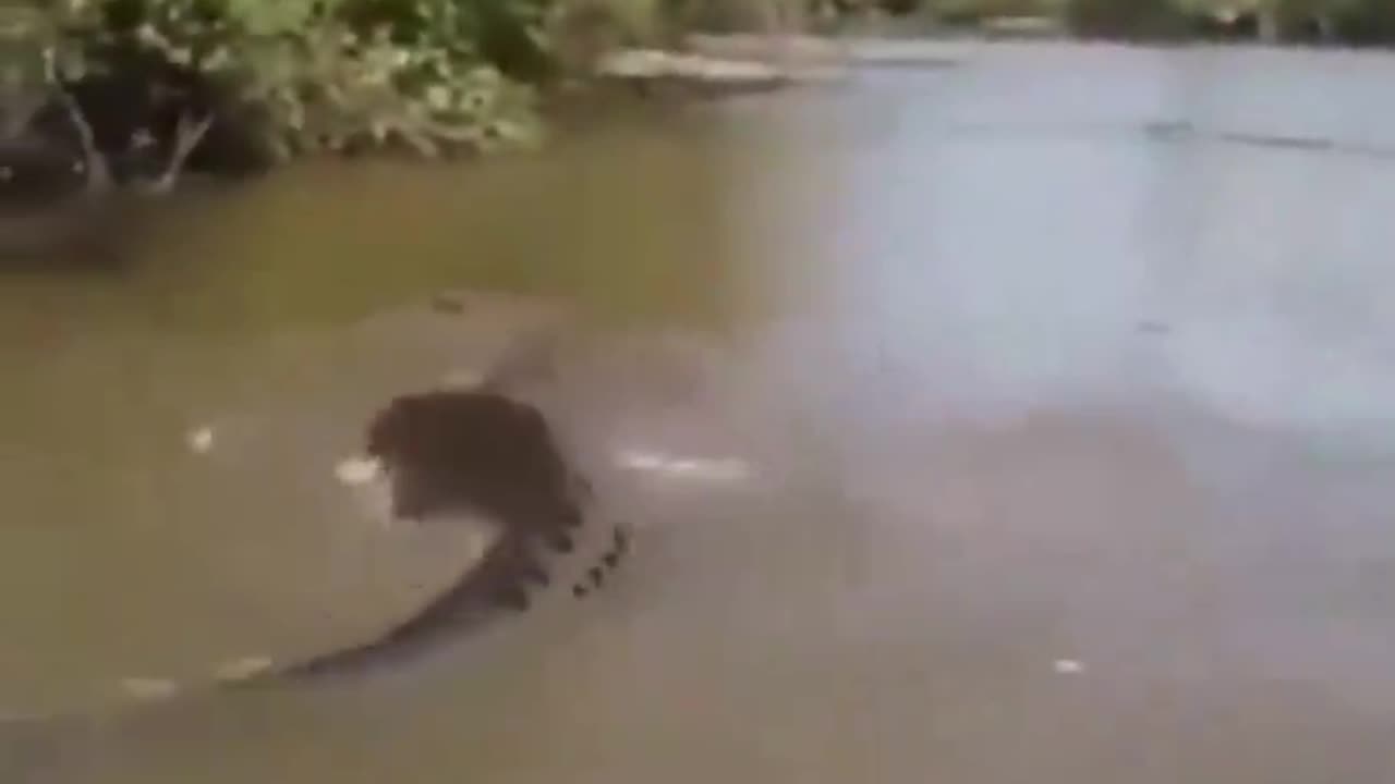 Man Grabs Giant Anaconda