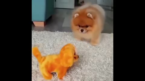 Mini Pomeranian is Fanny and Cute