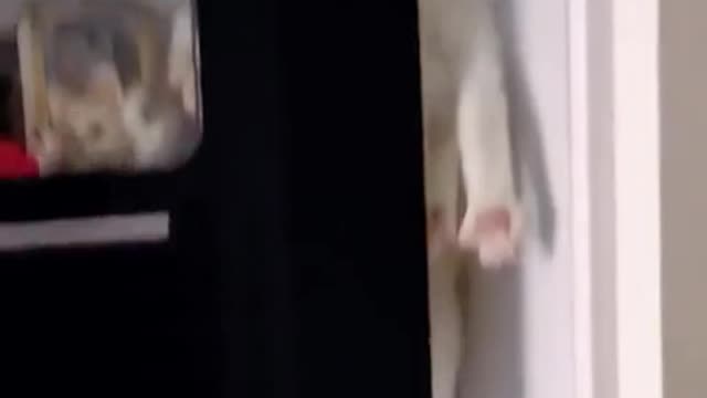 As soon as the voice fell
