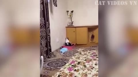 funny animal videos