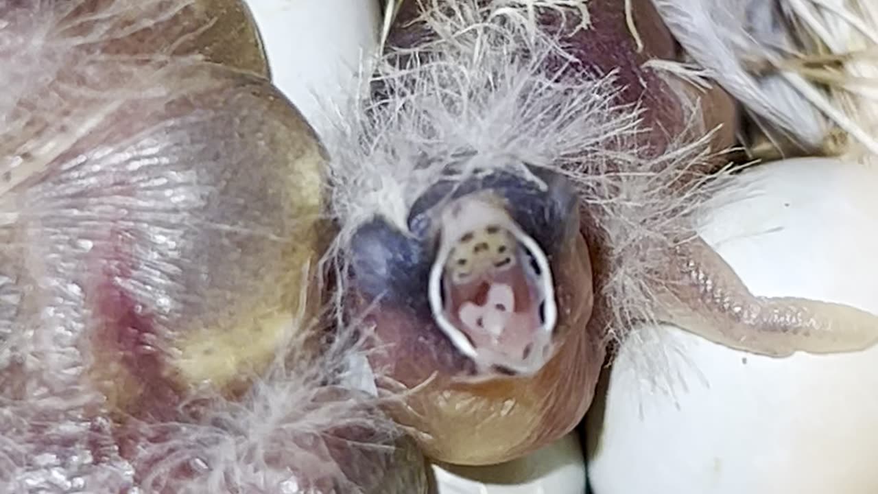 Zebra finches eggs and chicks