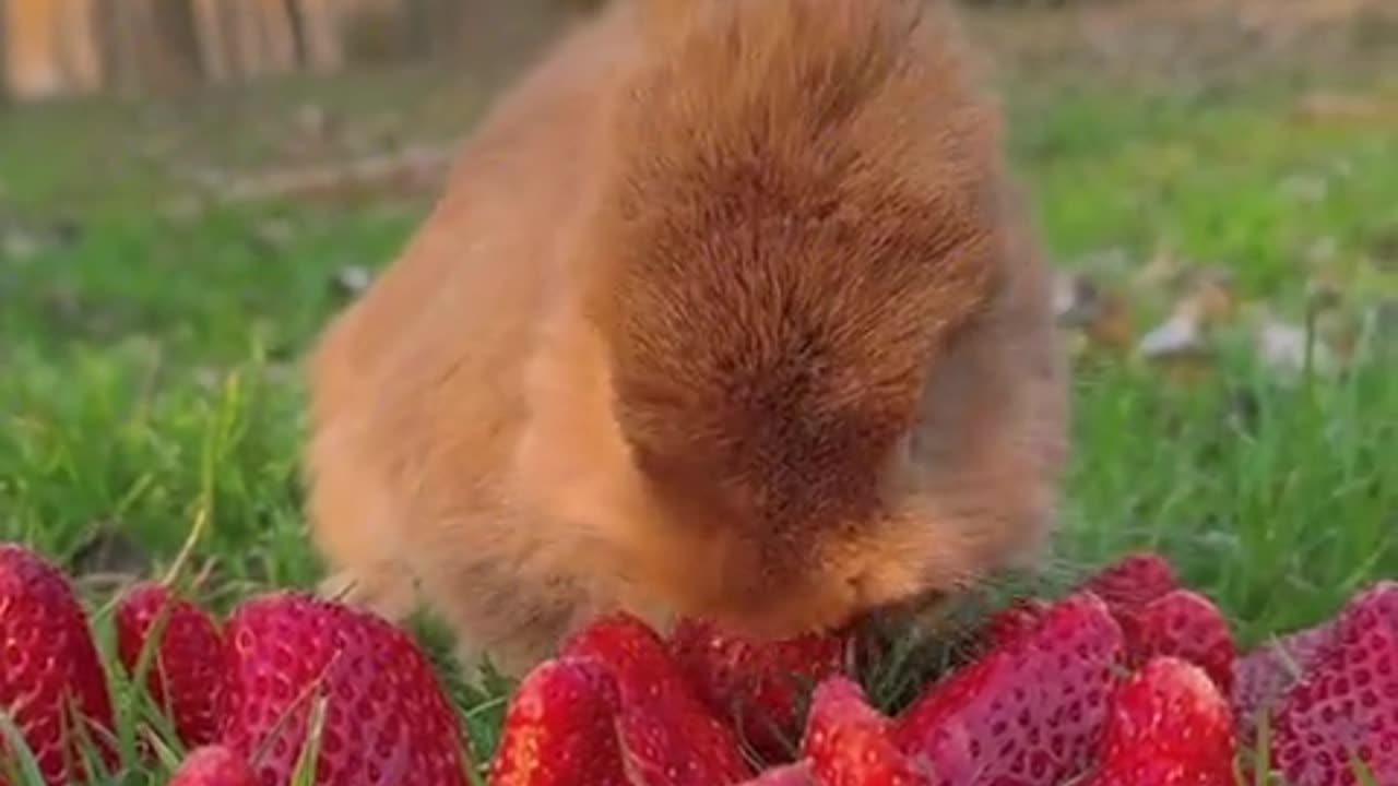 This is a strawberry rabbit.