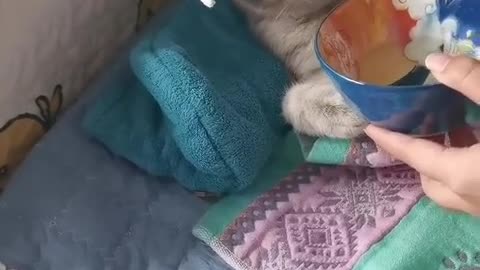 Cat eat foot
