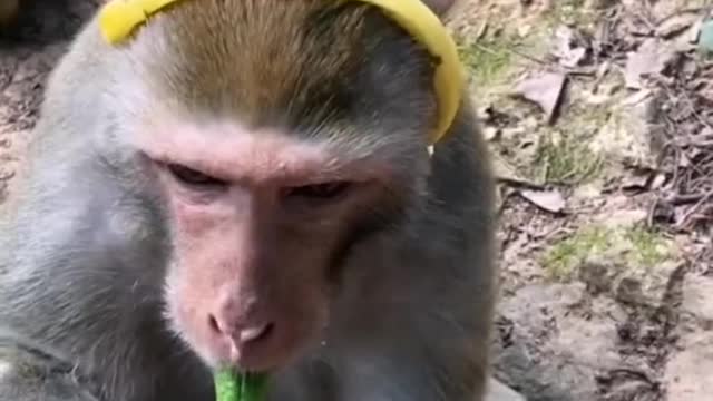 monkey