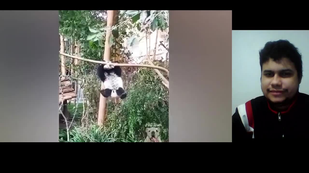 Reacting to the funniest videos about Pandas