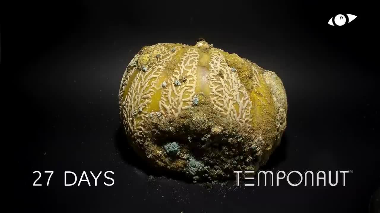 Rotting Melon (Charentais) Timelapse