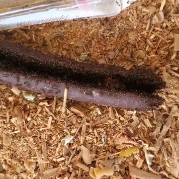 🐜 ant army devours a sausage