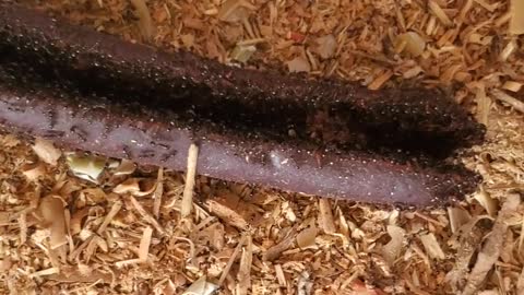 🐜 ant army devours a sausage