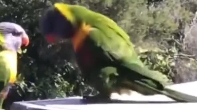 parrot