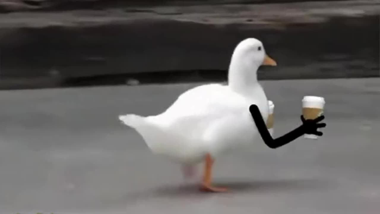 Duck funny video