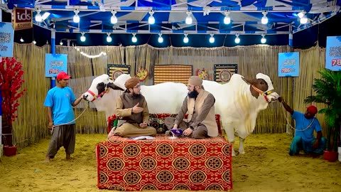 Qurbani Kay Janwar or Daant | Masail e Qurbani | Mufti Muhammad Madani Raza | Hafiz Tahir Qadri