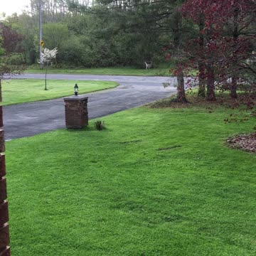 Deer munching crimson maple