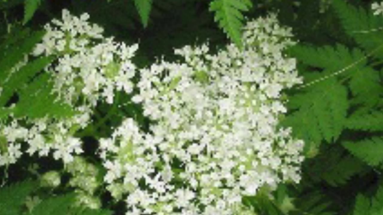 The Definitive Guide to Chervil Herb Benefits