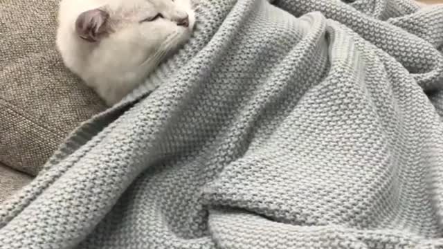 This is my first time trying to sleep like a human. And my last - Funny Cat Sleep