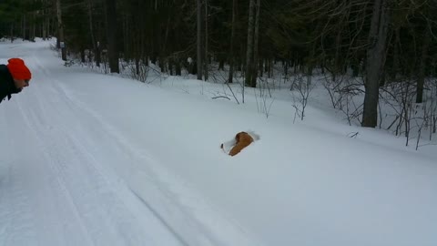 NAUGHTY ! Don't miss this out!! Doggy Snow Swimming