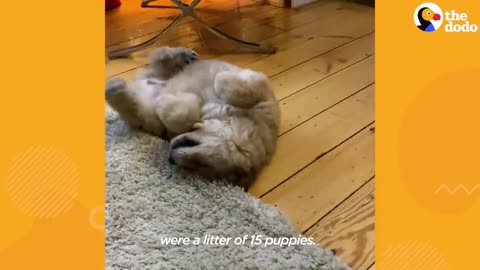 Friendship of big dogo and small puppies