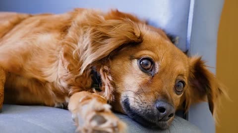 Lazy Dog laying on the couch Thinking in-depth