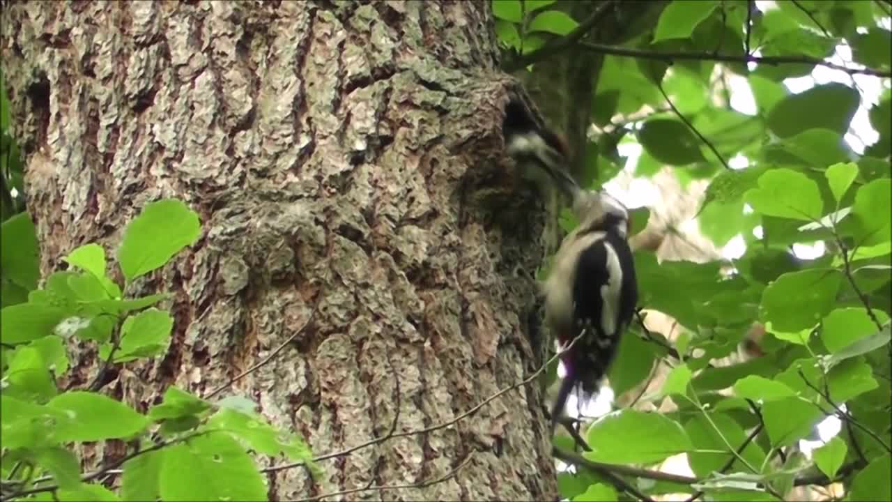 Woodpecker Bird Nature Animal Forest Bird Feeding