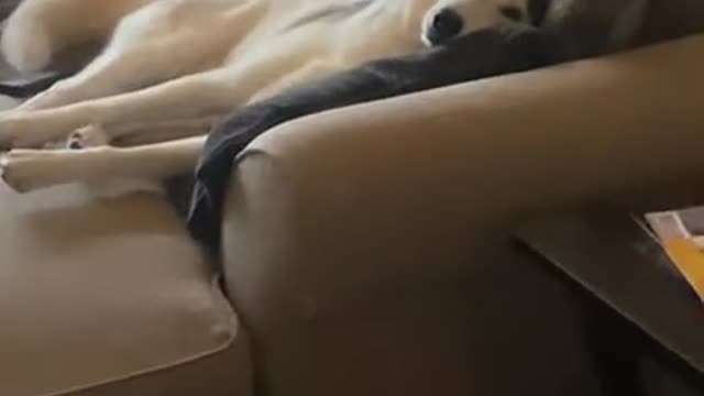 2 Fluffy Huskies CAUGHT SLEEPING ON THE SOFA!