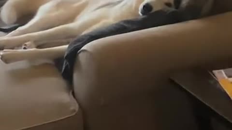 2 Fluffy Huskies CAUGHT SLEEPING ON THE SOFA!