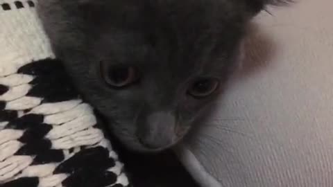 The little cat has a dream