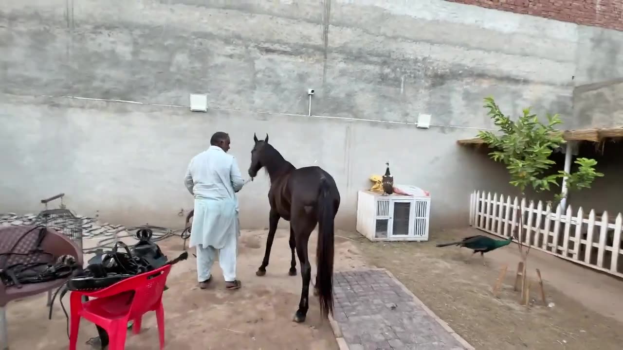 Hmari horse ki riding Kit Agai😍