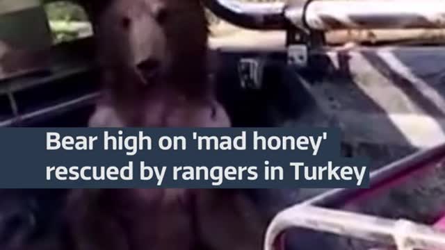 Bear high on ‘mad honey’ rescued by rangers in Turkey