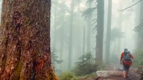 Hiking Washington - Moody and Foggy Day! #shorts #nature #travel