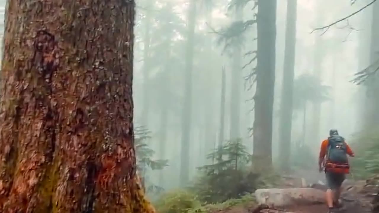 Hiking Washington - Moody and Foggy Day! #shorts #nature #travel