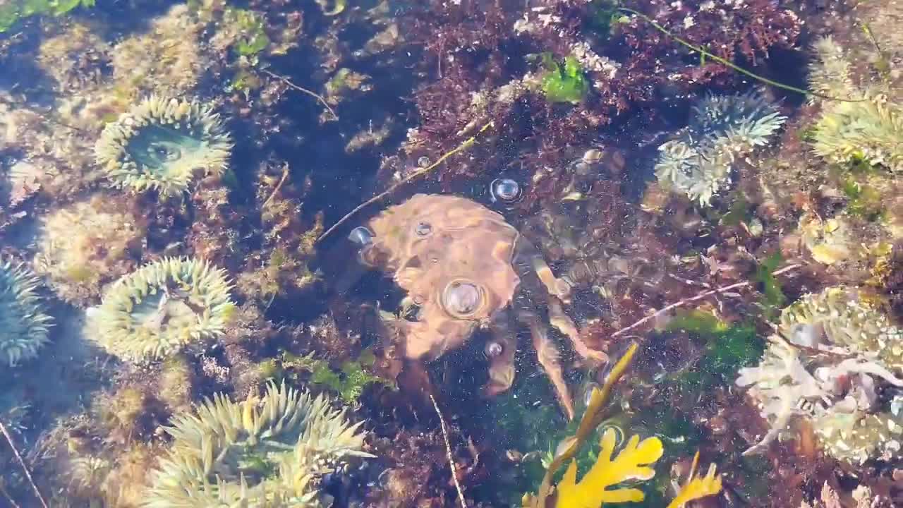 Lots of crabs and octopus on low tide days.🦀🐙🦀