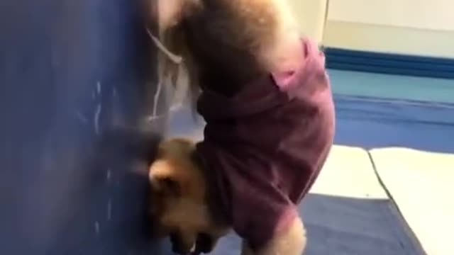 collection of funny dog videos #7