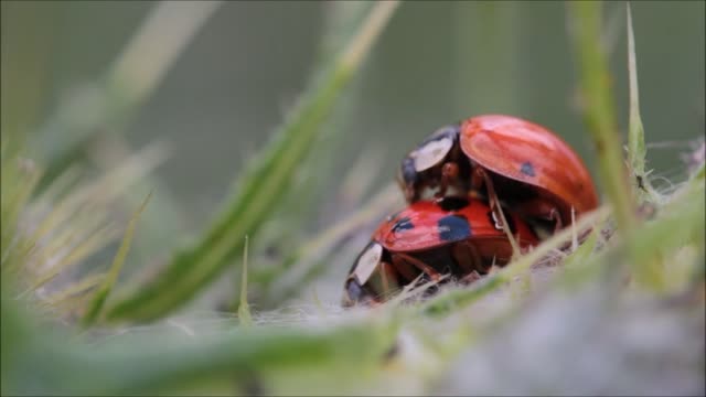 Rumble LADY BUG MEETING #BIRDS #LADYBUG #MEETING #BIRDSMEETING