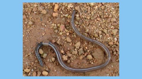 Earthworm digestive system_Cut
