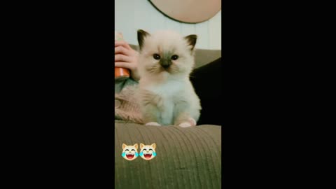 Funny cat meowing 😸😻