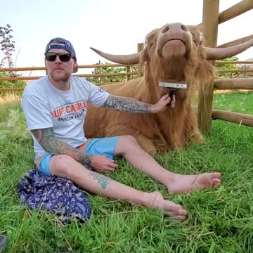 fluffy cow think he is a dog.mp4