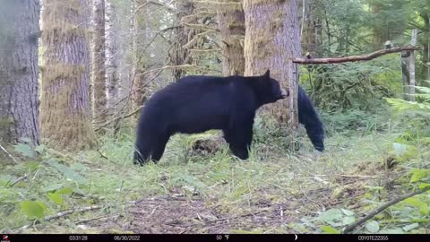 Bear vs Mirror