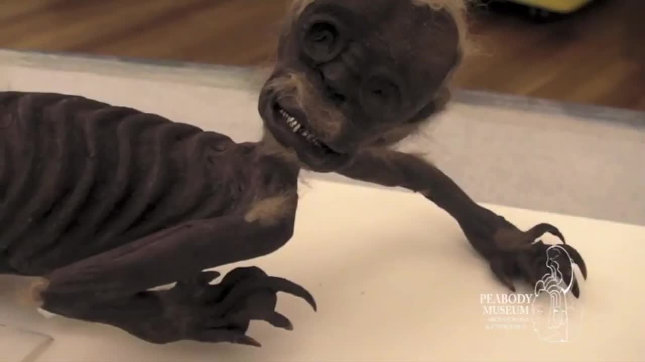 The Fiji Mermaid/Real or Fake?