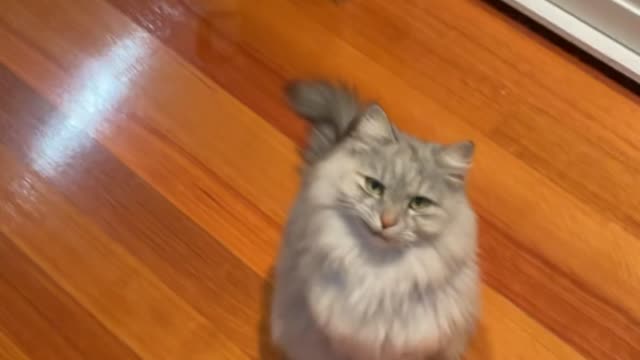 Hungry Cat Smiles For Ham