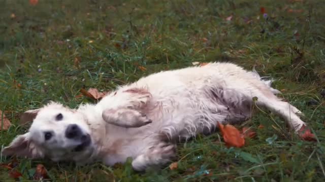 Dog having fun on the field