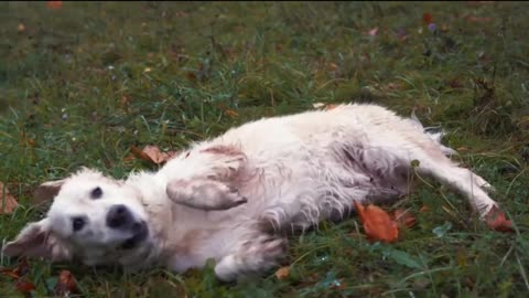 Dog having fun on the field