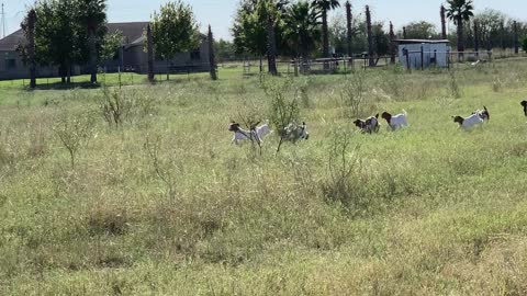 Herd of Baby Goats Sprint to Moms for Feeding Time