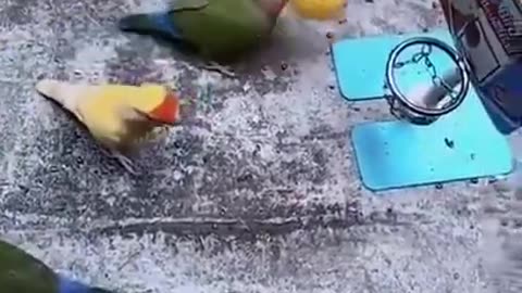 Trained Birds, Amazing Birds #shorts #shortvideo #video #virals #videoviral