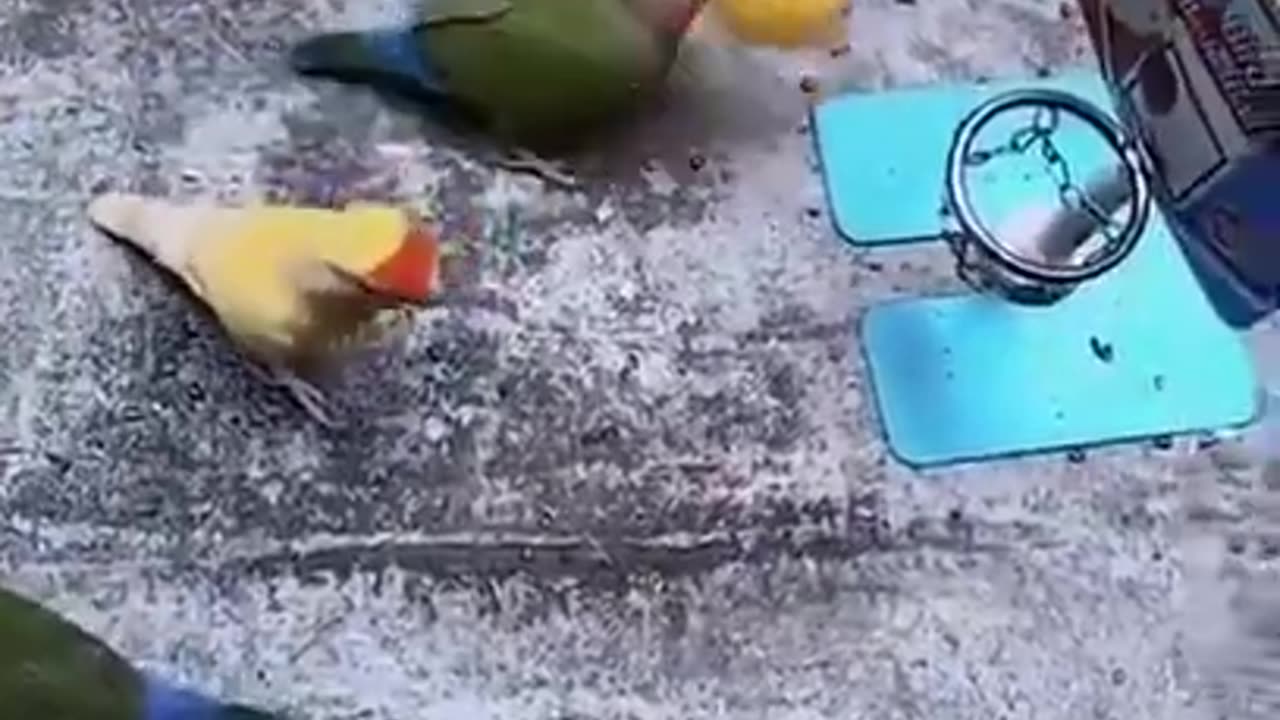 Trained Birds, Amazing Birds #shorts #shortvideo #video #virals #videoviral